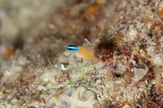 「レモンスズメダイ」のサムネイル画像