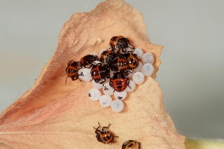 「クサギカメムシ」のサムネイル画像