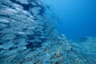 「ギンガメアジ(Bigeye trevally)」のサムネイル画像