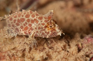 「アゴヒゲオコゼ属の仲間」のサムネイル画像