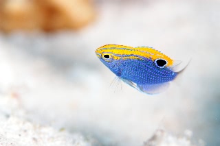 「クロメガネスズメダイ」のサムネイル画像