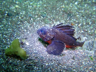 「ヒレナガカサゴ」のサムネイル画像