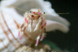 「カザリサンゴヤドカリ」のサムネイル画像