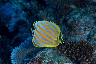 「ハナグロチョウチョウウオ」のサムネイル画像