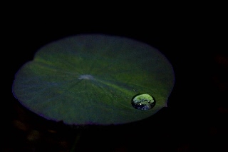 「祝福」のサムネイル画像