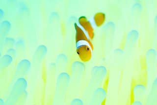 「カクレクマノミ(Western Clown Anemonefish)」のサムネイル画像