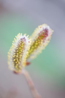 「ネコヤナギ」のサムネイル画像