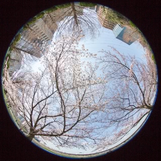 「ソメイヨシノ(染井吉野)」のサムネイル画像