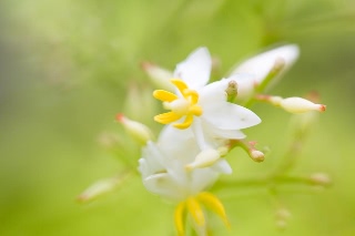 「ナンテン」のサムネイル画像