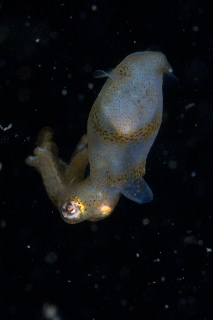 「ヒメイカ」のサムネイル画像