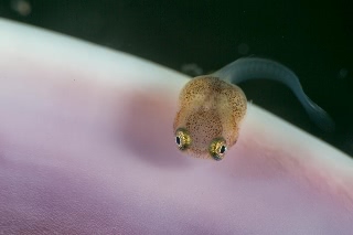 「ホテイウオ(ゴッコ)」のサムネイル画像