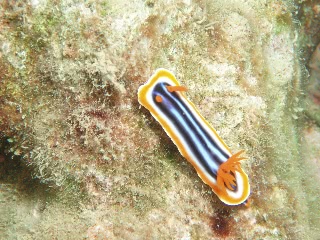 「シライトウミウシ」のサムネイル画像