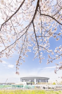 「ソメイヨシノ(染井吉野)」のサムネイル画像