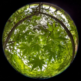 「イロハモミジ(イロハカエデ)」のサムネイル画像