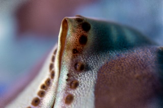 「ヒレジャコ」のサムネイル画像