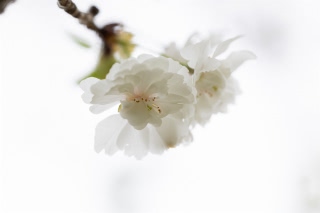 「ヤエザクラ」のサムネイル画像