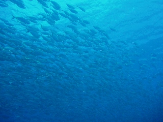 「アジ」のサムネイル画像