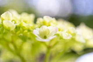 「アジサイ」のサムネイル画像