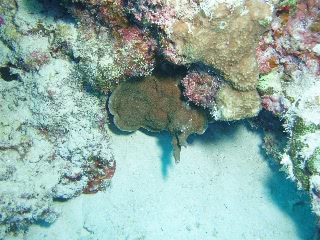 「サンゴの仲間」のサムネイル画像