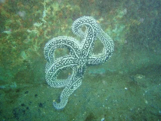 「ニッポンヒトデ」のサムネイル画像