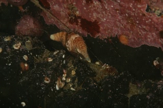 「クチバシカジカ(Grunt Sculpin)」のサムネイル画像