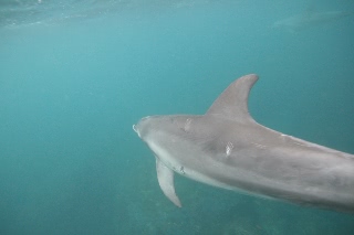 「ミナミバンドウイルカ(ミナミハンドウイルカ)」のサムネイル画像