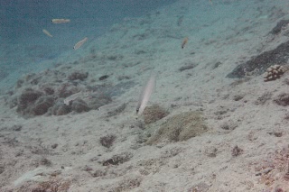 「アカハチハゼ」のサムネイル画像