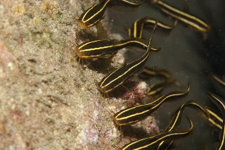 「ゴンズイ」のサムネイル画像