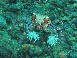 「キンチャクガニ(Boxer crab)」のサムネイル画像