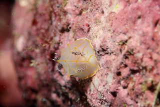 「キスジカンテンウミウシ」のサムネイル画像