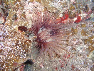 「ヒメハナギンチャク」のサムネイル画像