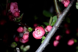 「ボケ」のサムネイル画像