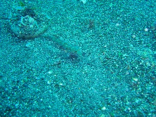 「ホシノハゼ」のサムネイル画像