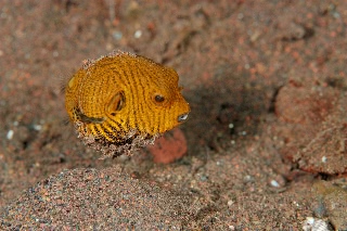 「モヨウフグ」のサムネイル画像