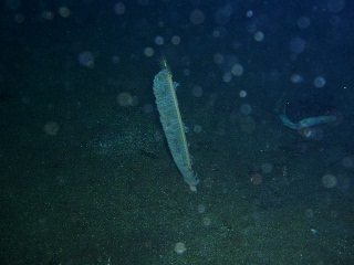 「ヤナギウミエラ」のサムネイル画像