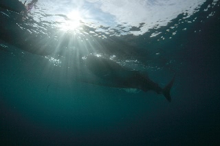 「ジンベエザメ(ジンベイザメ)」のサムネイル画像