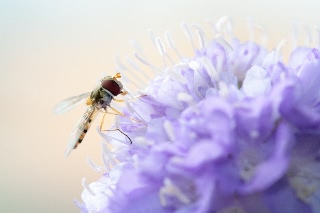 「Blue Cushion(ブルー・クッション)」のサムネイル画像