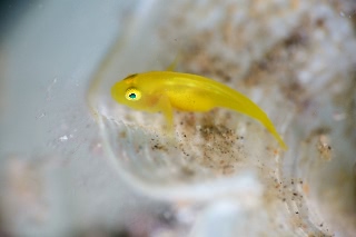 「ミジンベニハゼ」のサムネイル画像