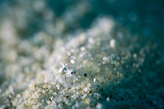 「ヒラメの仲間」のサムネイル画像