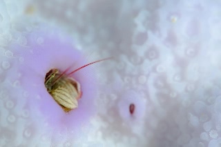 「カンザシヤドカリ(Coral Hermit Crab)」のサムネイル画像