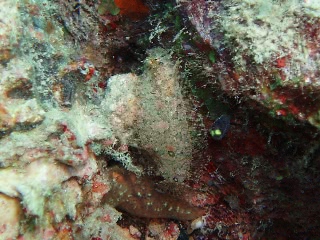 「ヒラメ」のサムネイル画像