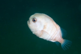 「ホテイウオ(ゴッコ)」のサムネイル画像