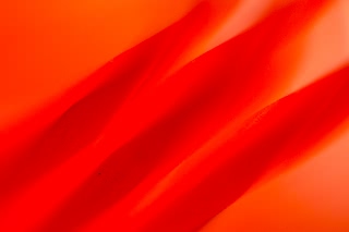 「ダイヤモンドリリー(ネリネ)」のサムネイル画像