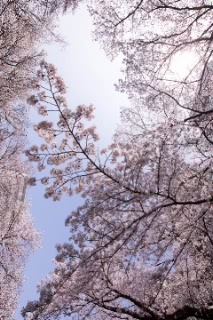 「ソメイヨシノ(染井吉野)」のサムネイル画像