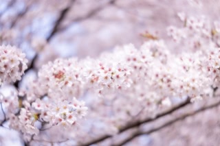 「ソメイヨシノ(染井吉野)」のサムネイル画像