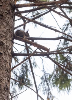 「エゾリス」のサムネイル画像