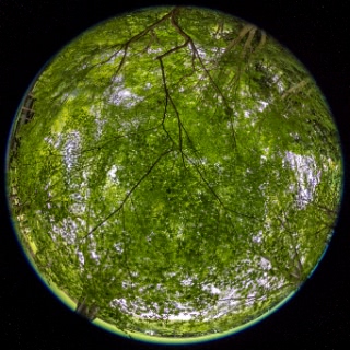 「イロハモミジ(イロハカエデ)」のサムネイル画像