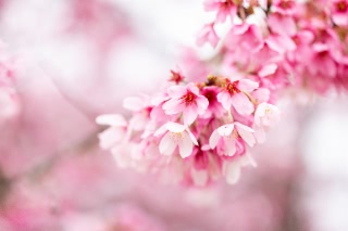 「ヨウコウザクラ(陽光桜)」のサムネイル画像