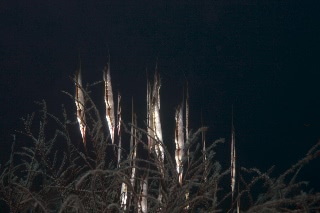 「ヘコアユ(Shrimpfish,Razorfish)」のサムネイル画像