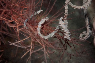 「ネジレカラマツ」のサムネイル画像